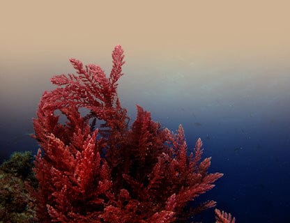 Aquamin F® pulbere de alge, complex natural de calciu