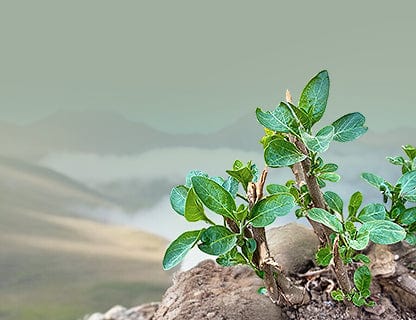 O plantă cu adevărat specială