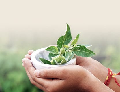Sunt deschiși la soluții vegetale tradiționale