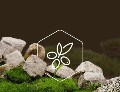 CyanthOX™50, super-extractul vegetal