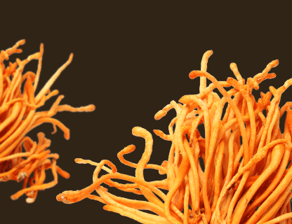 Cordyceps, energia vârfurilor