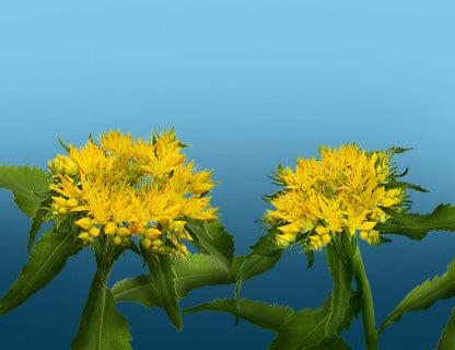 De ce i se spune „rădăcina de aur”?