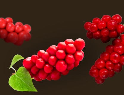 Magnolie chinezească (Schisandra)