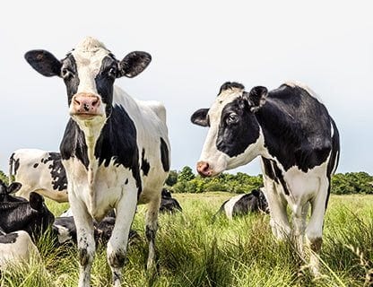 Vaci crescute sub cerul liber, lapte de calitate superioară, proteine premium 🥛✨